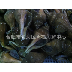 海螺、角螺