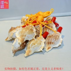 批发 海参螺，螺号，天然贝壳海螺，能吹响，地摊货源批发