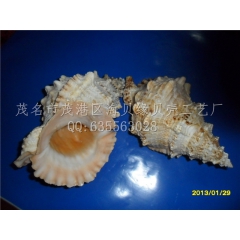 家居装饰首选纯天然贝壳海螺，大口蛙螺，石头螺