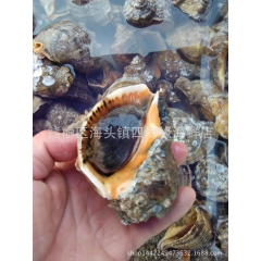 海螺 新鲜活 连云港特产 海头水产批发  大中小规格齐全