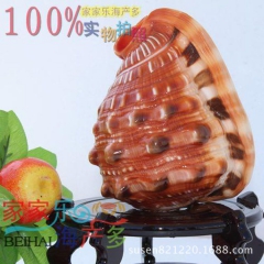 纯天然贝壳《万宝螺》批发四大名螺之一 家居装饰 摆饰海螺
