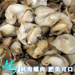 供应 单冻海螺肉海螺 丹东海螺肉 冷冻海螺肉批发