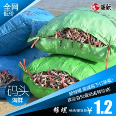 广东日产上万斤长尾螺 钉子螺鲜活水产品 嘴鲜码头海鲜活鲜海螺