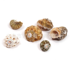 现货批发 天然海螺小贝壳 海洋系列贝壳海螺 拍照装饰 纯天然