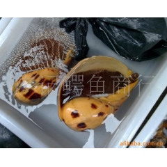 供应皇帝螺 帝皇螺 海螺 油螺