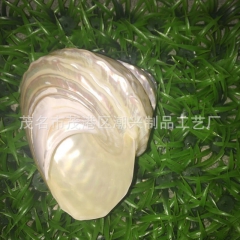 花脸磨光塔螺海螺 4寸A级磨光塔螺 天然贝壳海螺地摊热卖货源...
