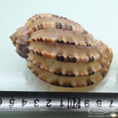 天然北海琴海螺 杨桃螺 寄居蟹 鱼缸水族造景 水瓶座吉祥物一...