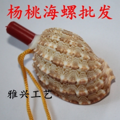 天然海螺批发 杨桃海螺贝壳工艺品批发 大海螺壳批发 杨桃形海...