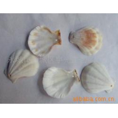供应天然贝壳,淡水贝,黑贝,扇贝,海螺,米螺等