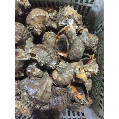 海鲜活鲜超大海螺 一斤2头 新鲜海螺 连云港特产海鲜水产鲜活...