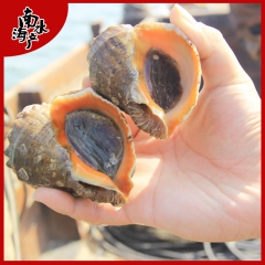 热销 南海产地 野生海螺 鲜美 皮薄肉厚