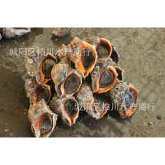 供应海螺、贝类批发、青岛海鲜、海产品批发