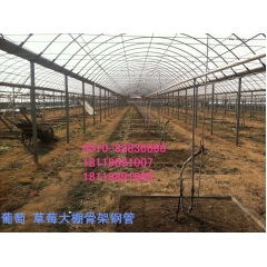 浙江江西安徽优质大棚莴苣 山东供应莴苣 绿色蔬菜 欢迎来电洽...
