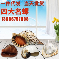 天然大海贝壳海螺 四大名螺海螺壳装饰 凤尾大法螺万宝螺饰品批...