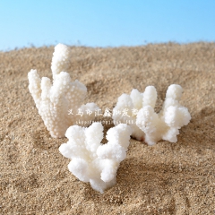 现货批发 天然白色珊瑚海螺小贝壳 海洋系列贝壳海螺 鱼缸装饰