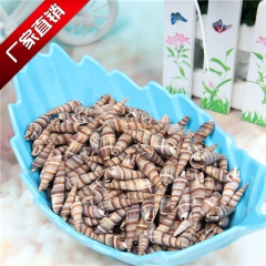 贝壳海螺 工艺品蜡烛DIY材料 家居装饰 水族箱鱼缸装饰 黑...