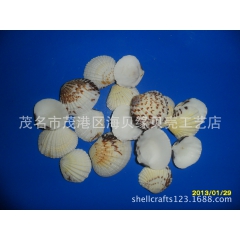 天然贝壳海螺，厚壳子，鹰翅贝，加夫蛤 ，斜肋纵帘蛤,海螺