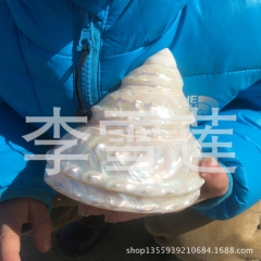 9-10厘米大号珍珠塔螺，炫彩光泽，标本螺，地中海天然贝壳海...