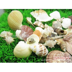 厂家套装贝壳海螺 多品种数量装饰布景天然贝壳海胆海螺&...