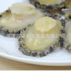 新鲜冷冻鲍鱼  6只装 大约500G/包