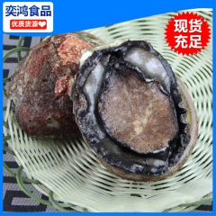 海鲜批发 0.9-1.5斤澳洲鲍鱼 鲜活鲍鱼 各类海鲜水产品...