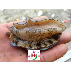 鲍鱼订做,优质漂烫,福建鲍鱼,地产大量批发，可定做包装