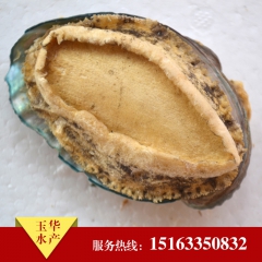 批发供应淡干鲍鱼 优质干鲍鱼 北方鲍鱼养殖基地玉华水产肉质肥...