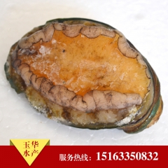特惠出售鲜冻即食鲍鱼 高档野生鲍鱼 北方优质即食鲍鱼供应商