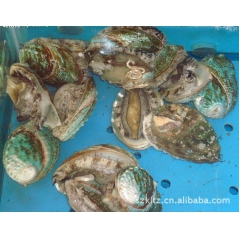 产地优惠价批发水产品、海鲜、鲍鱼