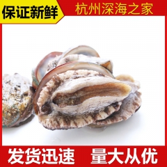 批发供应 精品高档澳洲活冻大鲍鱼 各类海鲜水产品营养鲍鱼定制