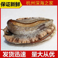 专业批发 野生新鲜活鲍鱼 澳洲高档鲜活鲍鱼 高营养野生鲍鱼