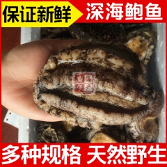 供应纯正山东长岛野生 鲜活鲍鱼 酒店档口批发海产鲜货 一手货...