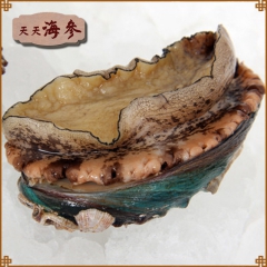 长岛鲍鱼 独立袋装鲍鱼鲜活速冷冻海鲜野生鲍鱼  1只/包 批...