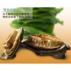 进口野生成年冰鲜鲍鱼批发 东海冰鲜速冻鲍鱼 厂家一家货源