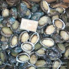 【显宏】冷冻水产品批发  大连鲍鱼 11-12头 广州冻品批...