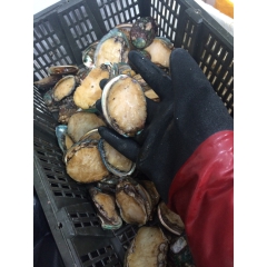 厂家批发 酒店供应 大连冰鲜鲍鱼 生冻鲍鱼 大连特产  礼盒...