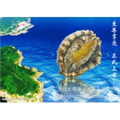 大连深海野生冻煮鲍鱼 厂家直销天然活海鲜 福建东山特产鲍鱼