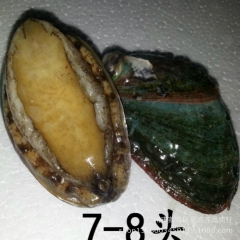 【显宏】冷冻 粗加工 水产品 冻鲍鱼 7-8头   广州冻品...