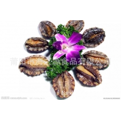 专业供应 海产活鲜鲍鱼 带壳速冻鲍鱼 熟冻鲍鱼  婚宴专用鲍...