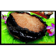 大量批发供应澳州大鲍鱼，新西兰彩虹鲍