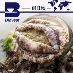 南日鲍 一吉鲍Y4 冷冻鲍鱼批发 福建厦门优质鲜鲍鱼