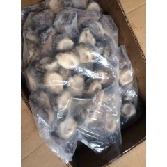 供应批发智利马蹄鲍鱼 进口冷冻 物美价廉 详情来电咨询合作