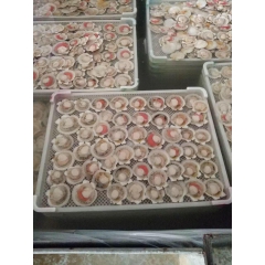 半壳夏贻贝 冷冻海产品海鲜 肉质感好 味道独特 质优价宜 批...