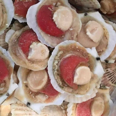 供应半壳夏贻贝  扇贝冷冻海鲜食品批发