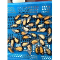 半壳贻贝 冷冻海产品海鲜 海红 肉肥味鲜