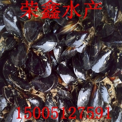 全国供应贝类新鲜青口贝贻贝 淡菜 海虹 鲜活海鲜 连云港海鲜...