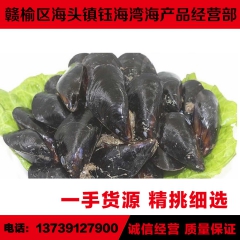 供应贝类新鲜青口贝 贻贝 淡菜 海虹 鲜活海鲜 连云港海产批...