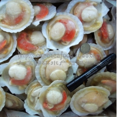 大连海鲜 单冻 虾贻贝 半壳贝 扇贝 夏夷贝 餐饮批发 工厂...