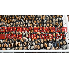 （廉价）供应海虹(淡菜、贻贝、海红、MUSSEL)