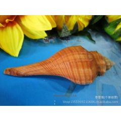 5-8厘米火炬香螺，天然贝壳海螺，地中海鱼缸地台装饰.2色混...